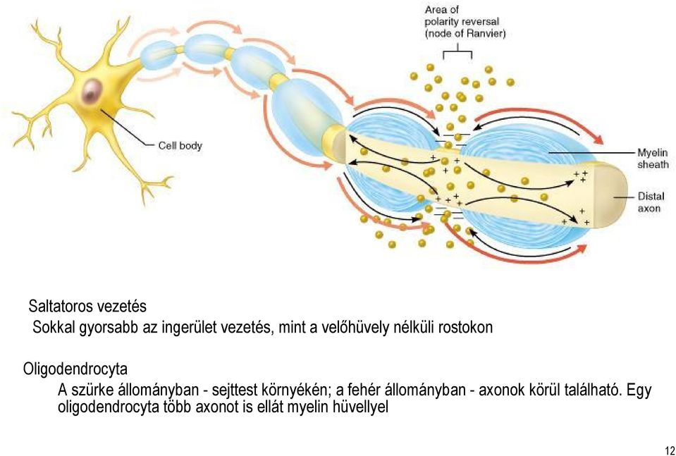 - sejttest környékén; a fehér állományban - axonok körül