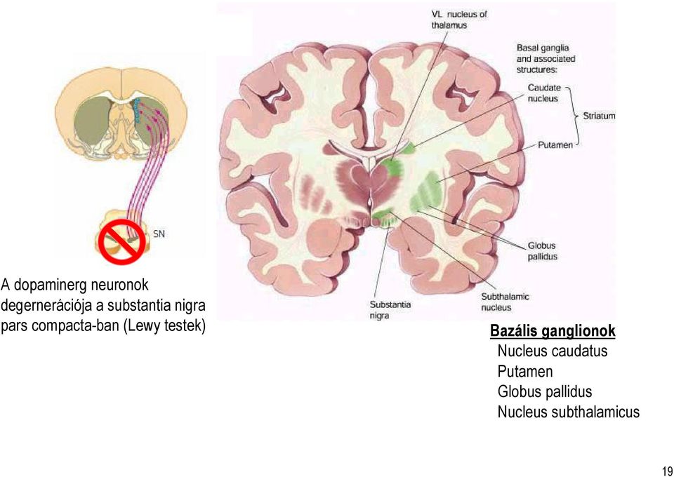 testek) Bazális ganglionok Nucleus