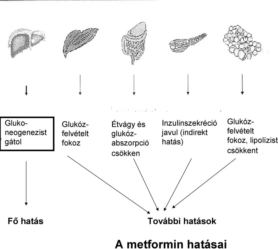 Inzulinszekréció javul (indirekt hatás) További
