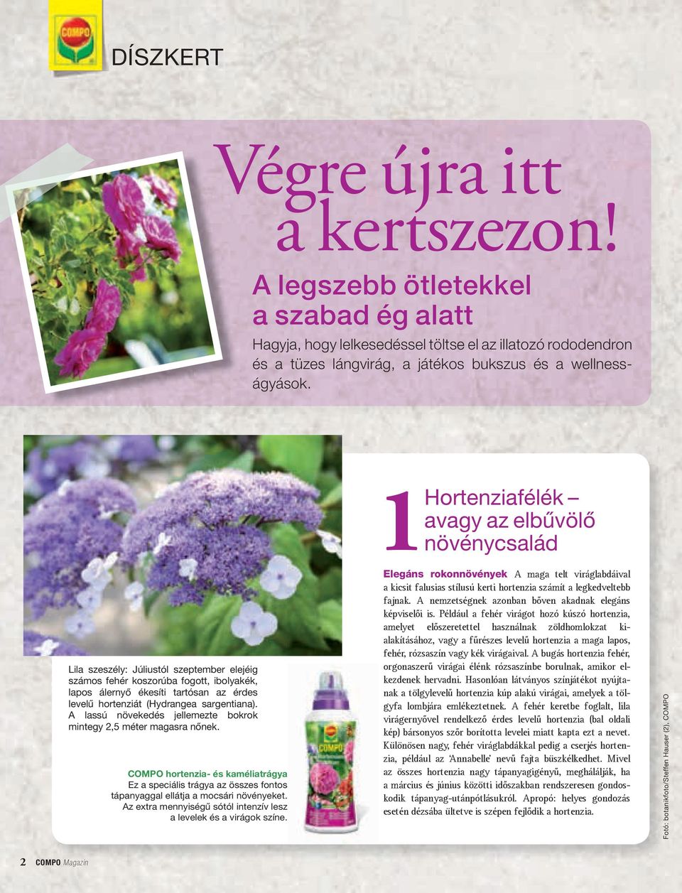 (Hydrangea sargentiana). A lassú növekedés jellemezte bokrok mintegy 2,5 méter magasra nőnek.