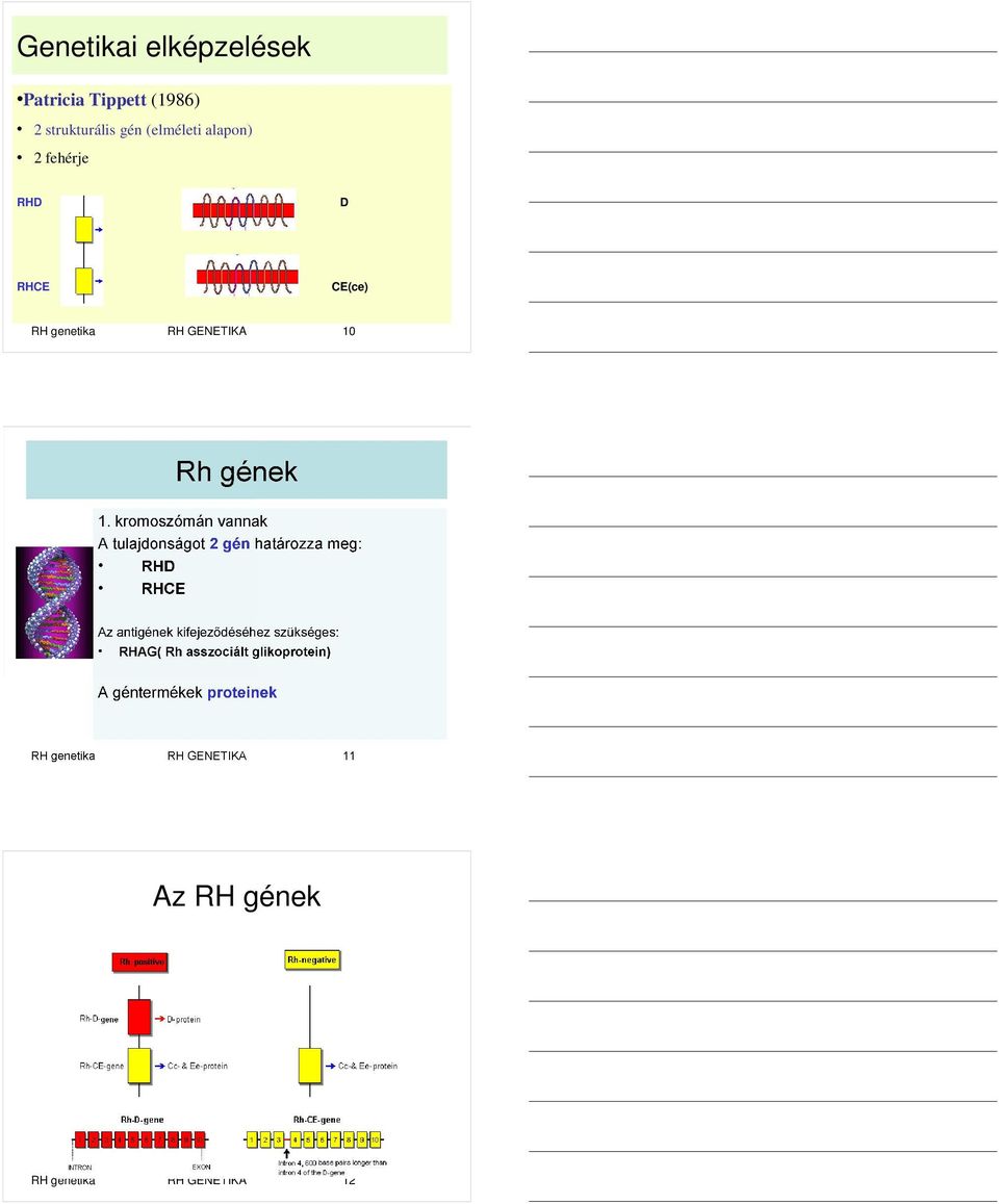 2 fehérje RHD D RHCE CE(ce) RH genetika RH