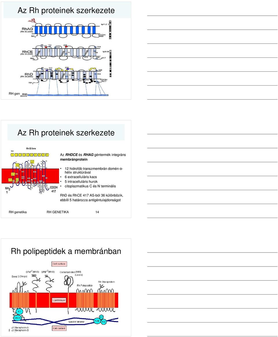 kacs 5 intracelluláris hurok citoplazmatikus C és N terminális RhD és RhCE 417 AS-ból 36 különbözik, ebbıl