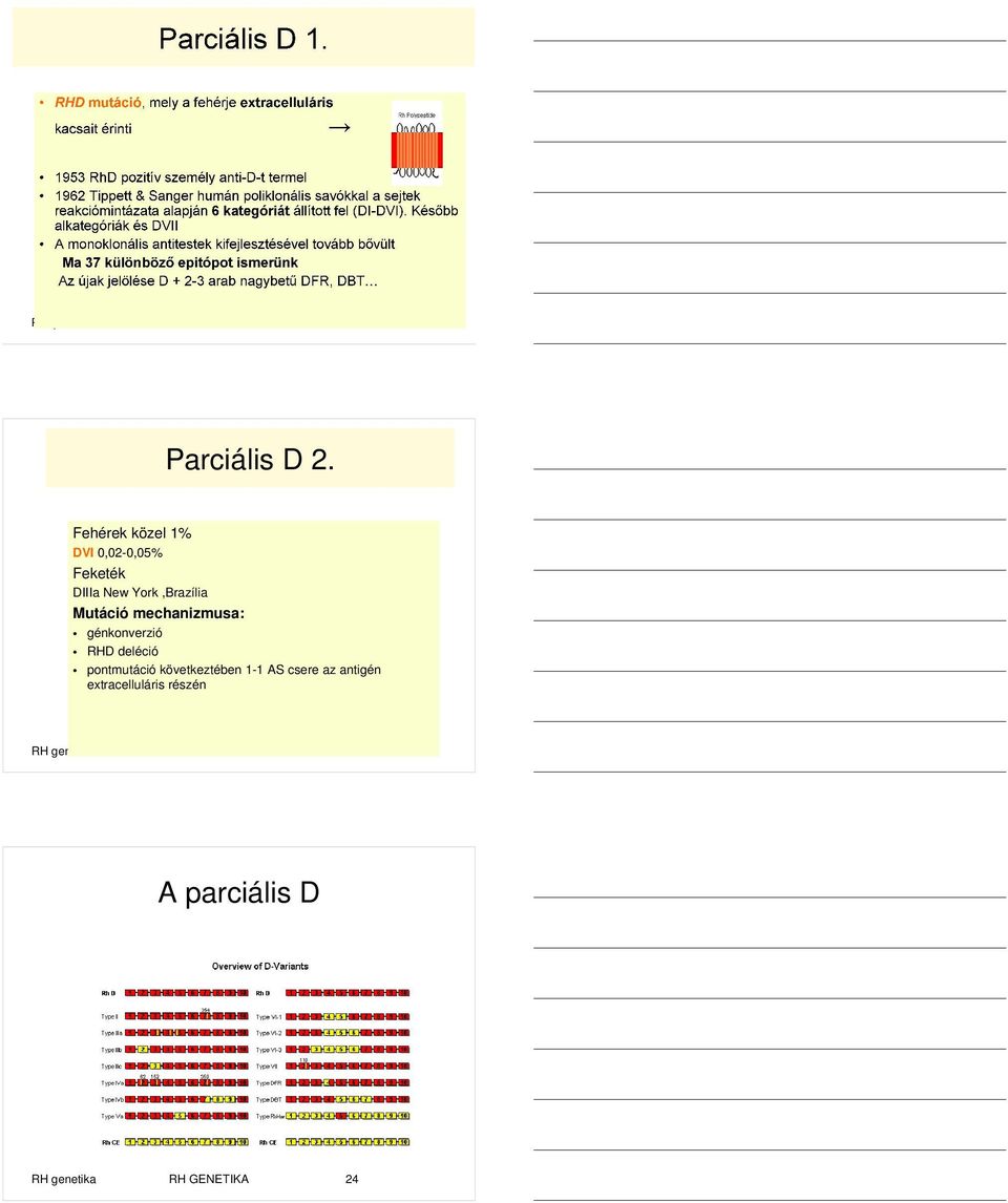 Mutáció mechanizmusa: génkonverzió RHD deléció pontmutáció
