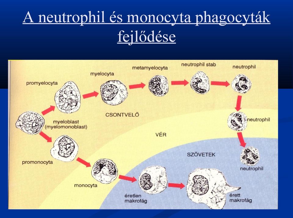 és monocyta