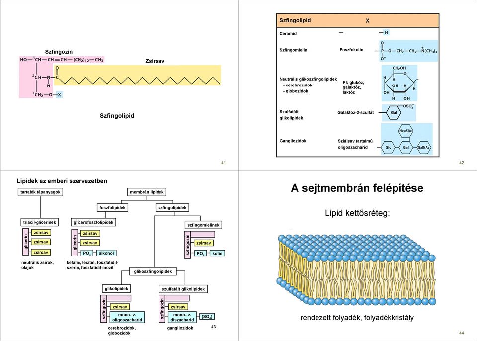 triacil-glicerinek glicerofoszfolipidek glicerin glicerin 4 alkohol szfingolipidek szfingomielinek szfingozin 4 kolin Lipid kettısréteg: neutrális zsírok, olajok kefalin, lecitin, foszfatidilszerin,