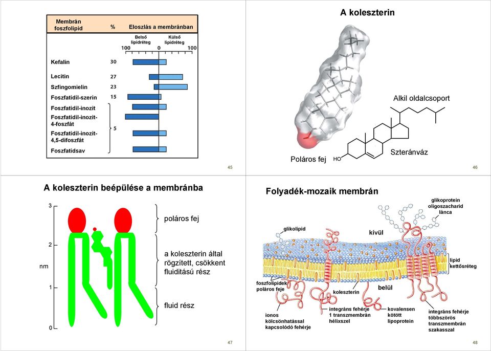 glikolipid kívül glikoprotein oligoszacharid lánca 2 nm a koleszterin által rögzített, csökkent fluiditású rész lipid kettısréteg 1 foszfolipidek poláros feje koleszterin belül 0