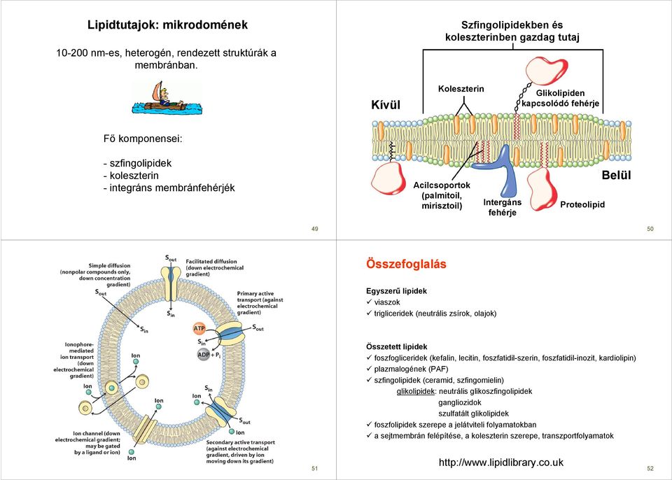 mirisztoil) Intergáns fehérje roteolipid Belül 49 50 Összefoglalás Egyszerő lipidek viaszok trigliceridek (neutrális zsírok, olajok) Összetett lipidek foszfogliceridek (kefalin, lecitin,