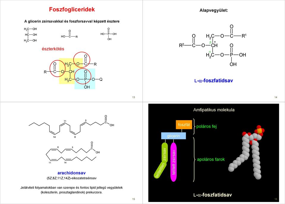 (5Z,8Z,11Z,14Z)-eikozatetraénsav 5 telítettlen telített apoláros farok Jelátviteli folyamatokban van