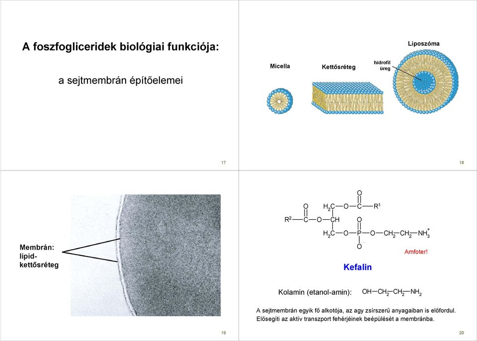 Kolamin (etanol-amin): N A sejtmembrán egyik fı alkotója, az agy zsírszerő