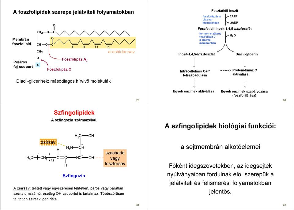 rotein-kináz aktiválása 29 Egyéb enzimek aktiválása Egyéb enzimek szabályozása (foszforilálása) 30 Szfingolipidek A szfingozin származékai.