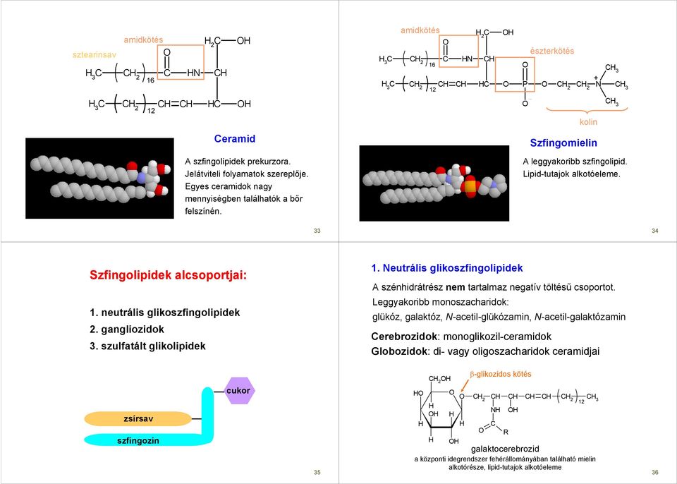 neutrális glikoszfingolipidek 2. gangliozidok 3. szulfatált glikolipidek 1. Neutrális glikoszfingolipidek A szénhidrátrész nem tartalmaz negatív töltéső csoportot.