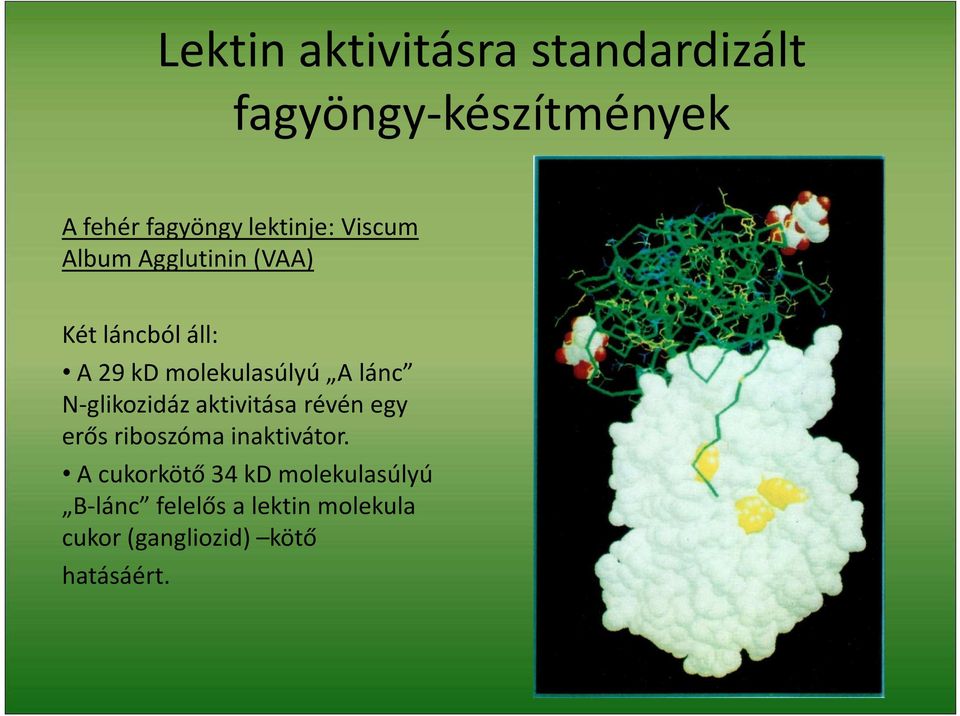 A lánc N-glikozidáz aktivitása révén egy erős riboszóma inaktivátor.