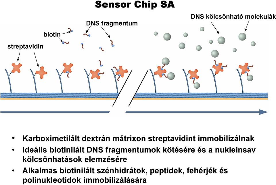 biotinilált DNS fragmentumok kötésére és a nukleinsav kölcsönhatások