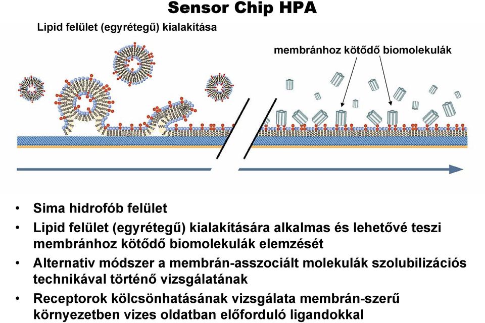 biomolekulák elemzését Alternativ módszer a membrán-asszociált molekulák szolubilizációs technikával