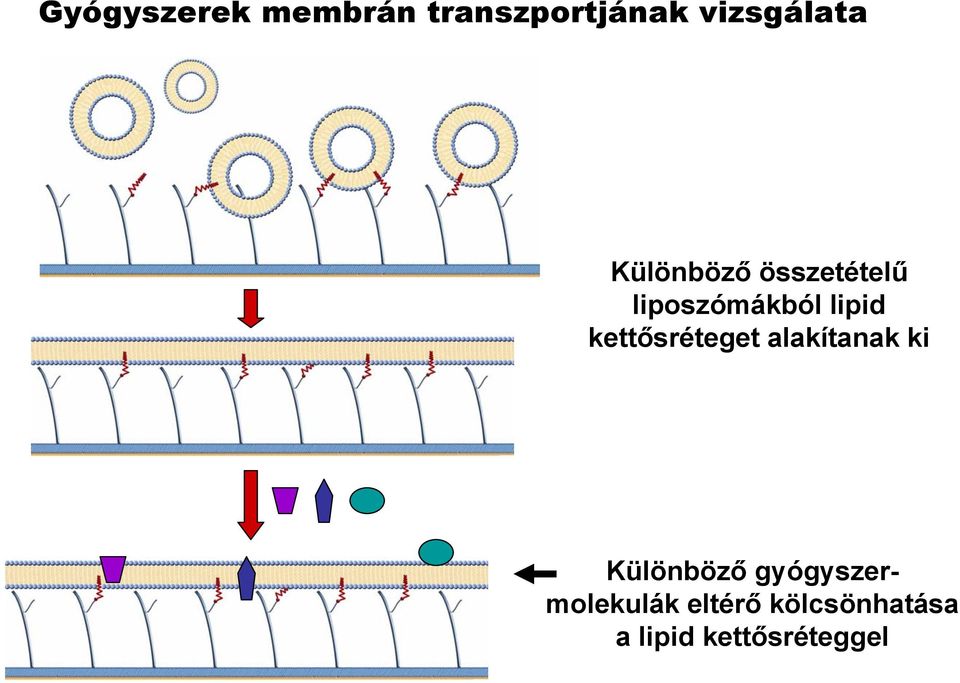 kettősréteget alakítanak ki Különböző