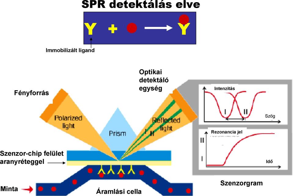 Intenzitás Szög Rezonancia jel Szenzor-chip