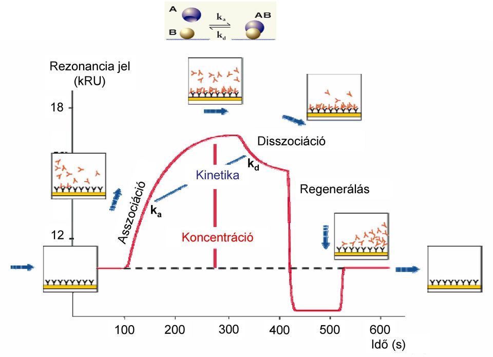 Kinetika k d Koncentráció