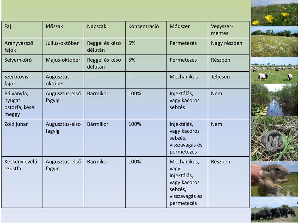 Augusztus-első fagyig 5% Permetezés Nagy részben 5% Permetezés Részben - - Mechanikus Teljesen Bármikor 100% Injektálás, vagy kacoros sebzés Bármikor 100%