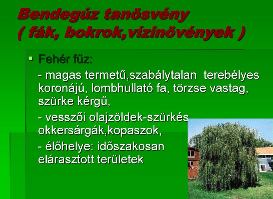 fa, törzse vastag, szürke kérgű, - vesszői olajzöldek-szürkés