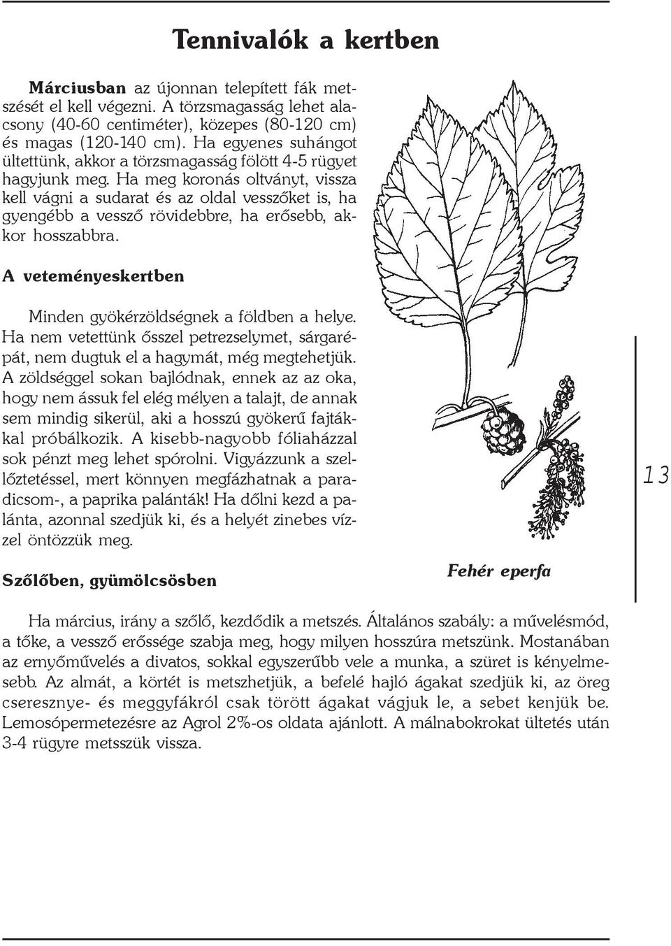 Ha meg koronás oltványt, vissza kell vágni a sudarat és az oldal vesszõket is, ha gyengébb a vesszõ rövidebbre, ha erõsebb, akkor hosszabbra.