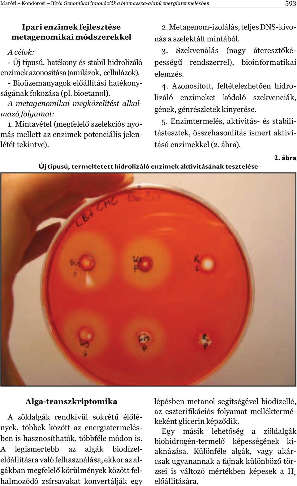 Mintavétel (megfelelő szelekciós nyomás mellett az enzimek potenciális jelenlétét tekintve). 2. Metagenom-izolálás, teljes DNS-kivonás a szelektált mintából. 3.