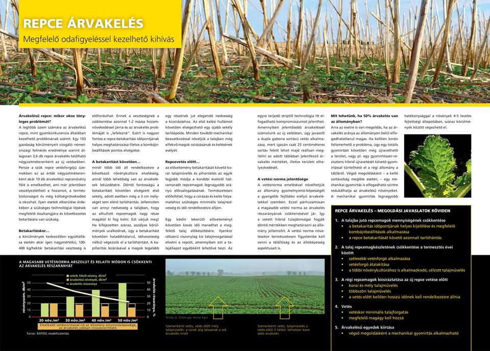 Egy 103 gazdaság körülményeit vizsgáló németországi felmérés eredménye szerint átlagosan 3,6 db repce árvakelés található négyzetméterenként az új vetésekben.