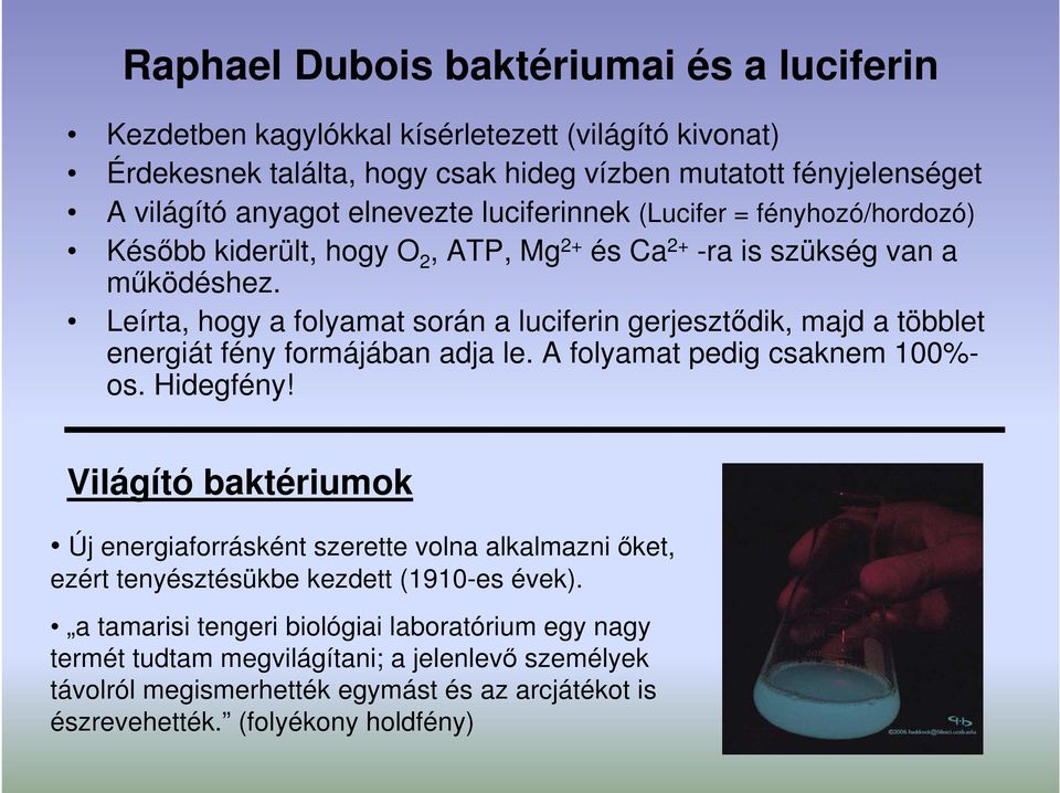 Leírta, hogy a folyamat során a luciferin gerjesztıdik, majd a többlet energiát fény formájában adja le. A folyamat pedig csaknem 100%- os. Hidegfény!