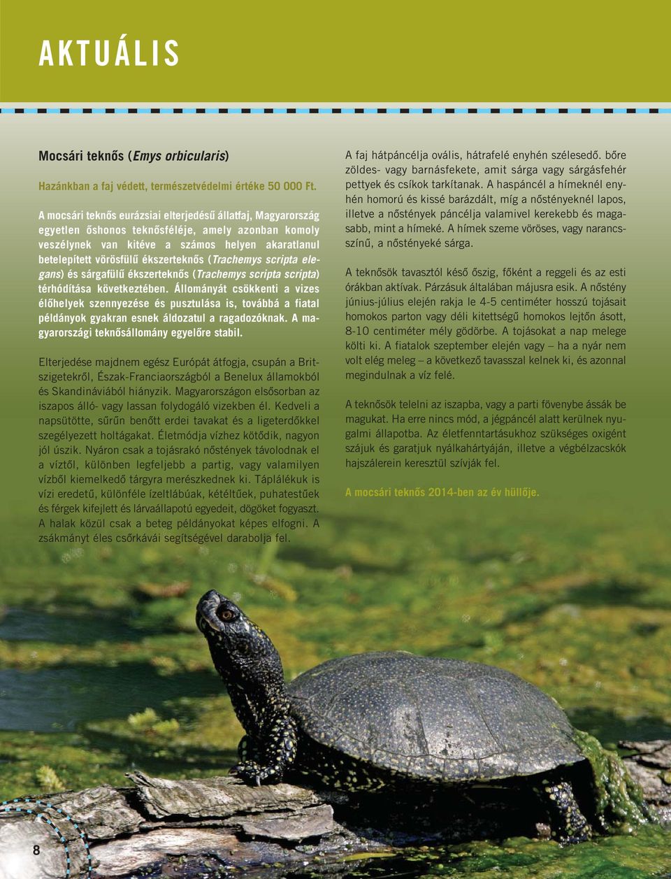 (Trachemys scripta elegans) és sárgafülű ékszerteknős (Trachemys scripta scripta) térhódítása következtében.