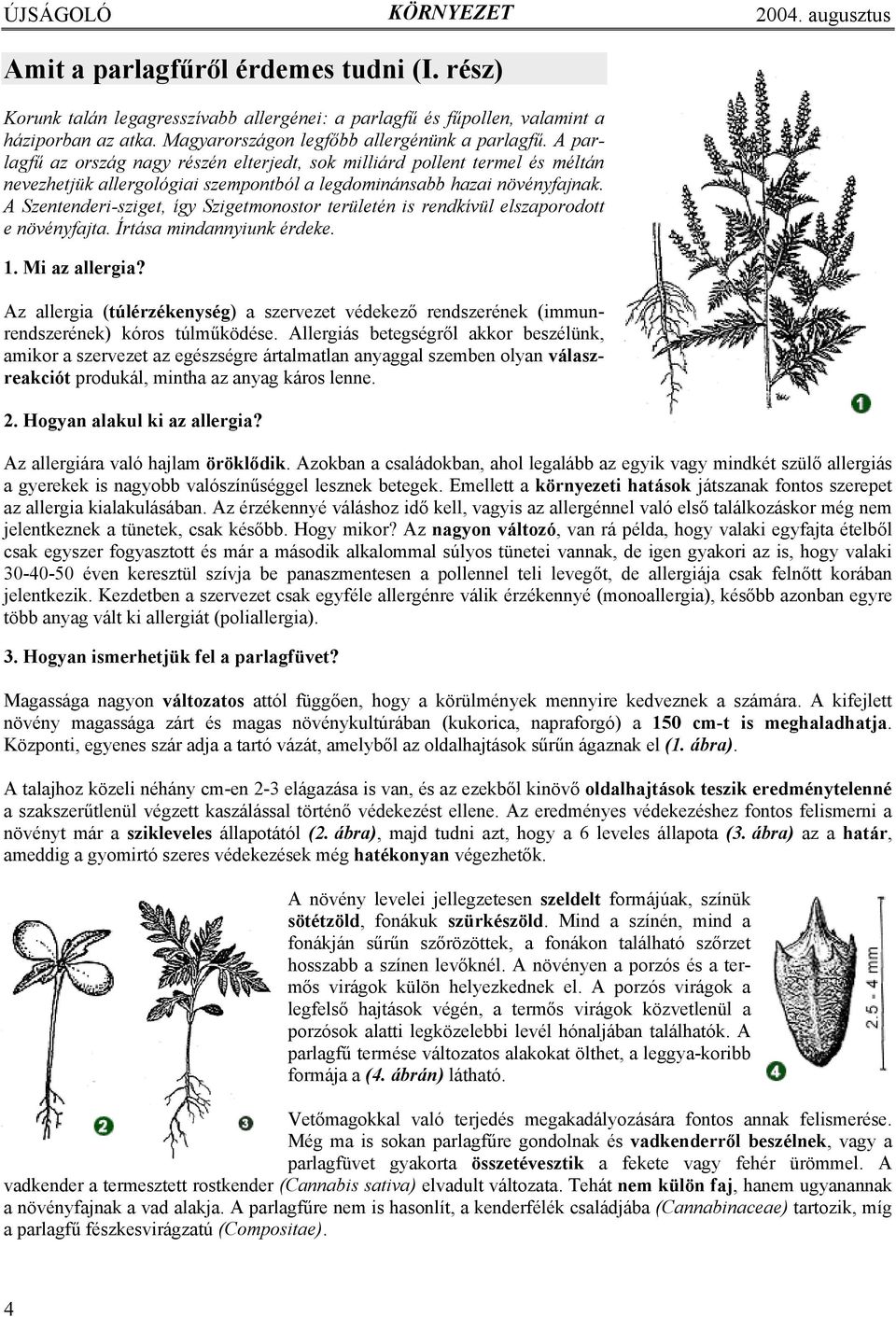 A parlagfű az ország nagy részén elterjedt, sok milliárd pollent termel és méltán nevezhetjük allergológiai szempontból a legdominánsabb hazai növényfajnak.