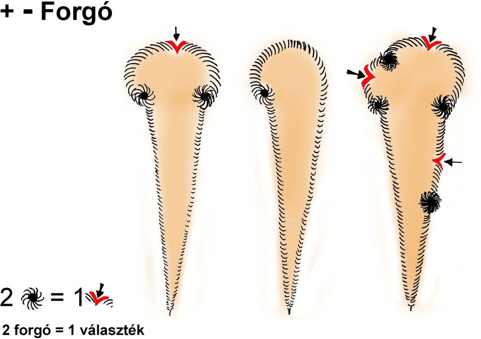 forgó = 1