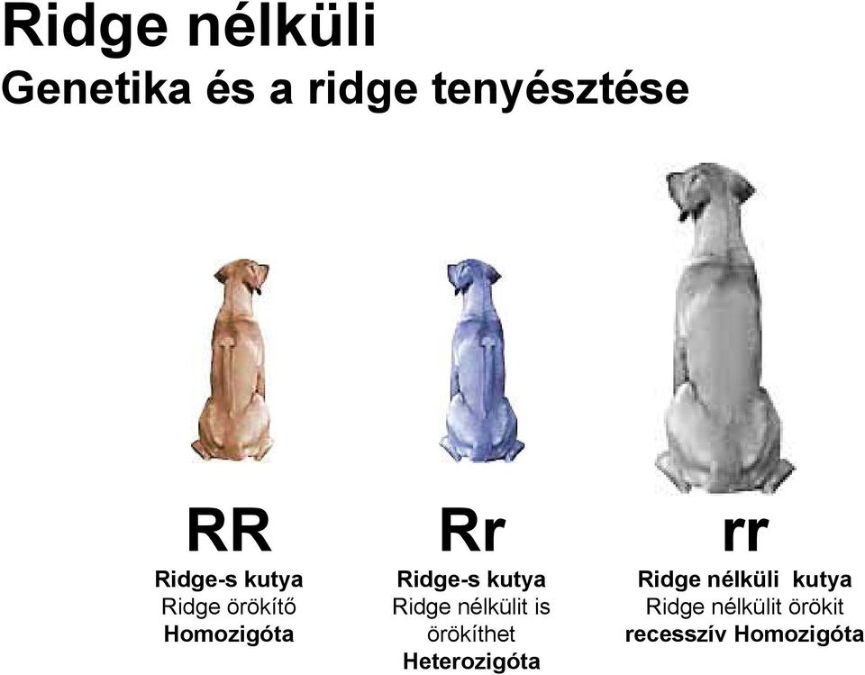 kutya Ridge nélkülit is örökíthet Heterozigóta rr