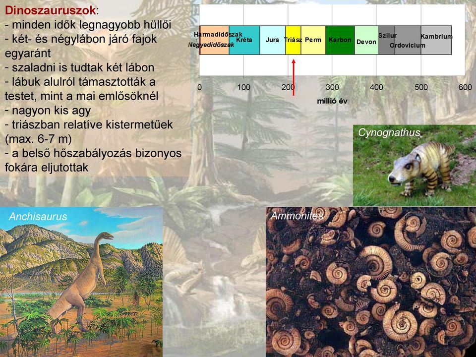 nagyon kis agy - triászban relatíve kistermetűek (max.