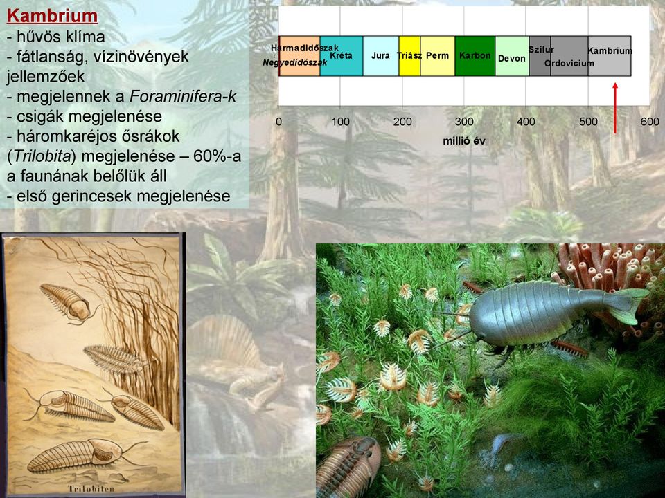 (Trilobita) megjelenése 6%-a a faunának belőlük áll - első