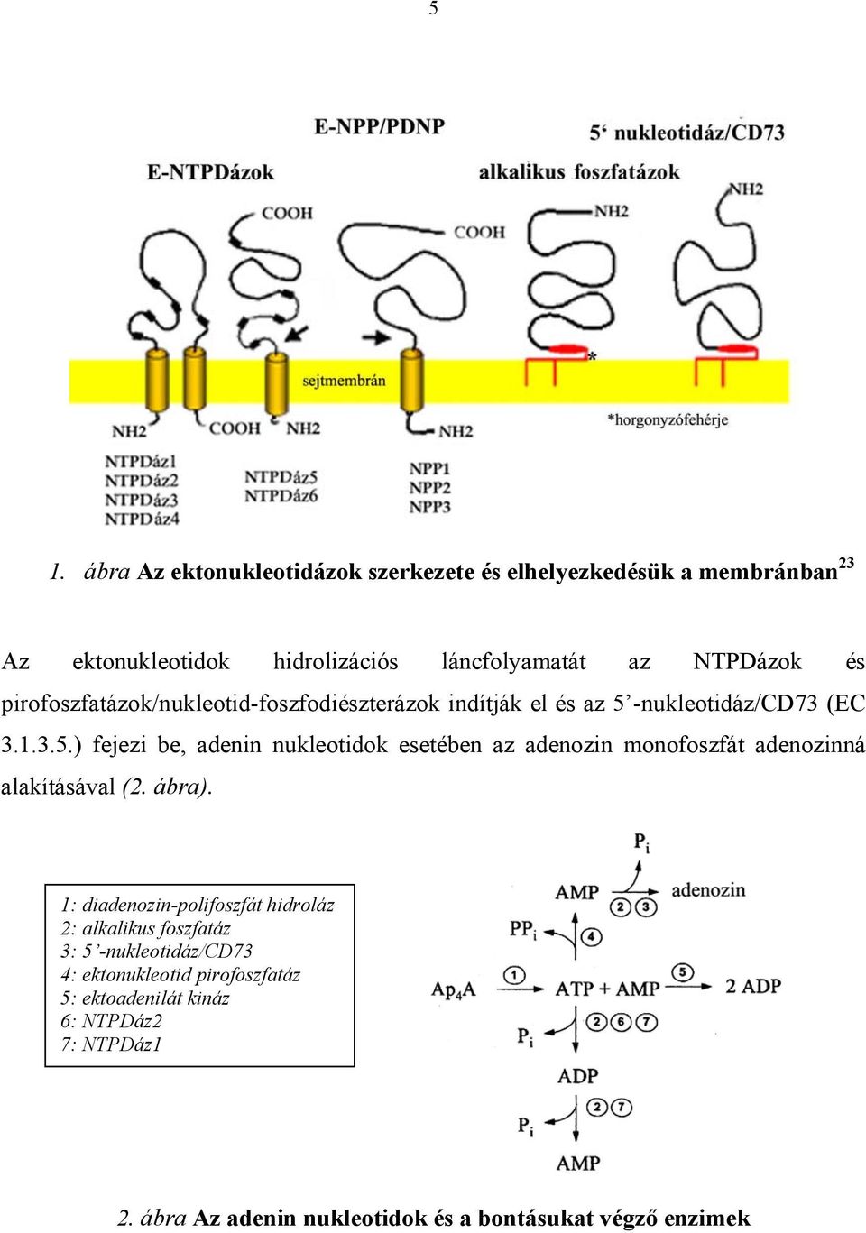 -nukleotidáz/cd73 (EC 3.1.3.5.) fejezi be, adenin nukleotidok esetében az adenozin monofoszfát adenozinná alakításával (2. ábra).