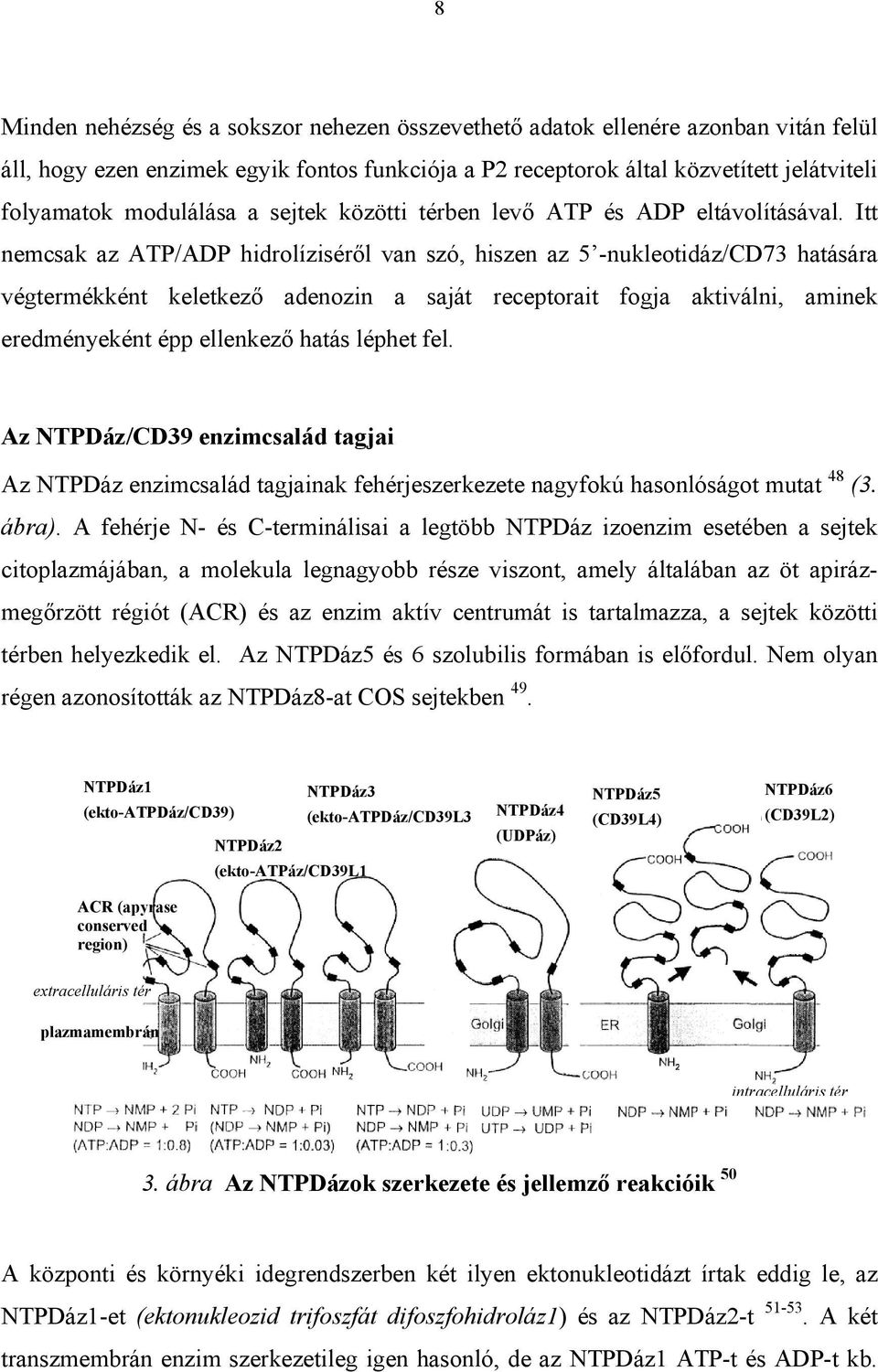 Itt nemcsak az ATP/ADP hidrolíziséről van szó, hiszen az 5 -nukleotidáz/cd73 hatására végtermékként keletkező adenozin a saját receptorait fogja aktiválni, aminek eredményeként épp ellenkező hatás