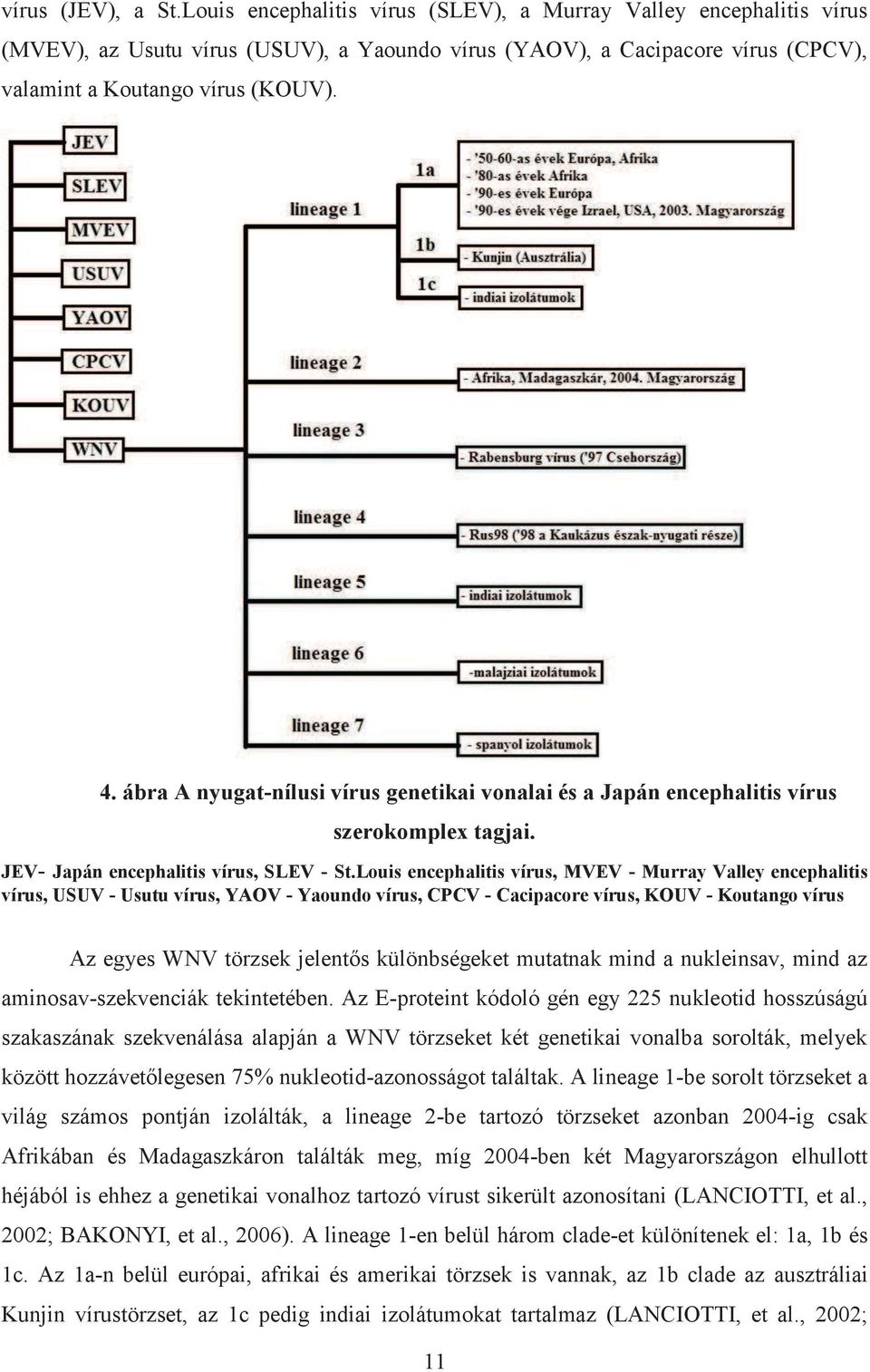 ábra A nyugat-nílusi vírus genetikai vonalai és a Japán encephalitis vírus szerokomplex tagjai. JEV- Japán encephalitis vírus, SLEV - St.