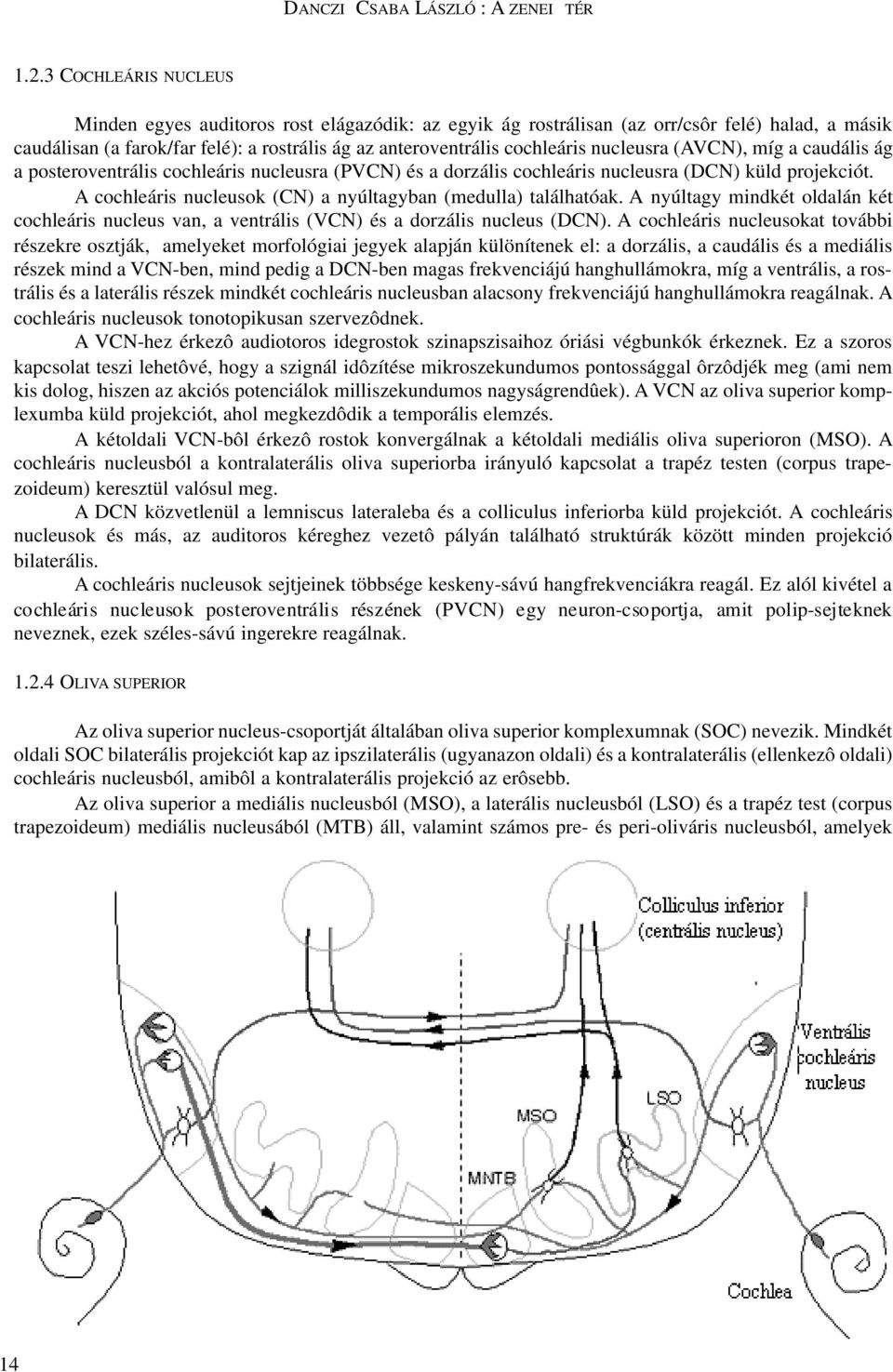 nucleusra (AVCN), míg a caudális ág a posteroventrális cochleáris nucleusra (PVCN) és a dorzális cochleáris nucleusra (DCN) küld projekciót.