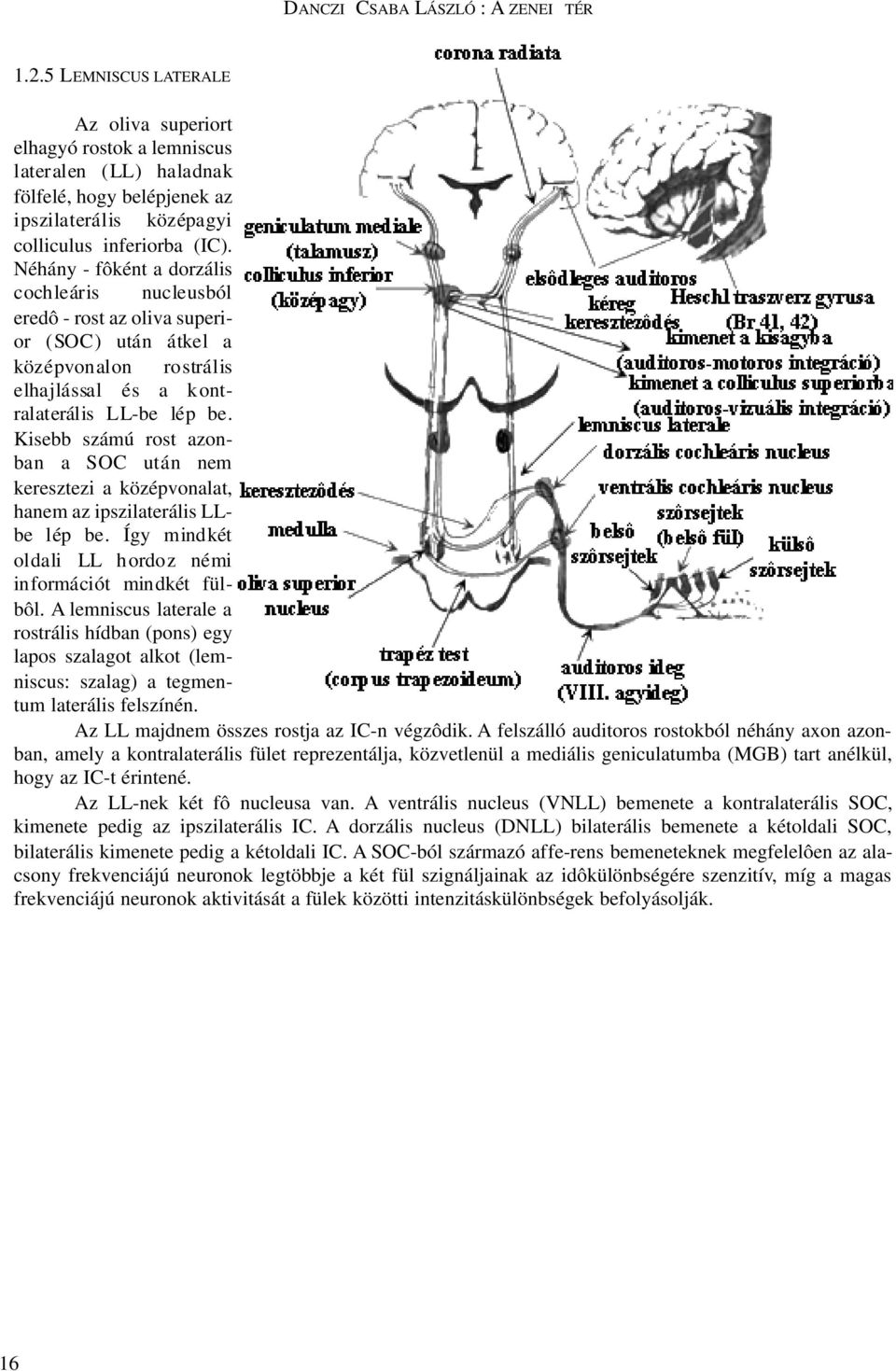 Néhány - fôként a dorzális cochleáris nucleusból eredô - rost az oliva superior (SOC) után átkel a középvonalon rostrális elhajlással és a kontralaterális LL-be lép be.