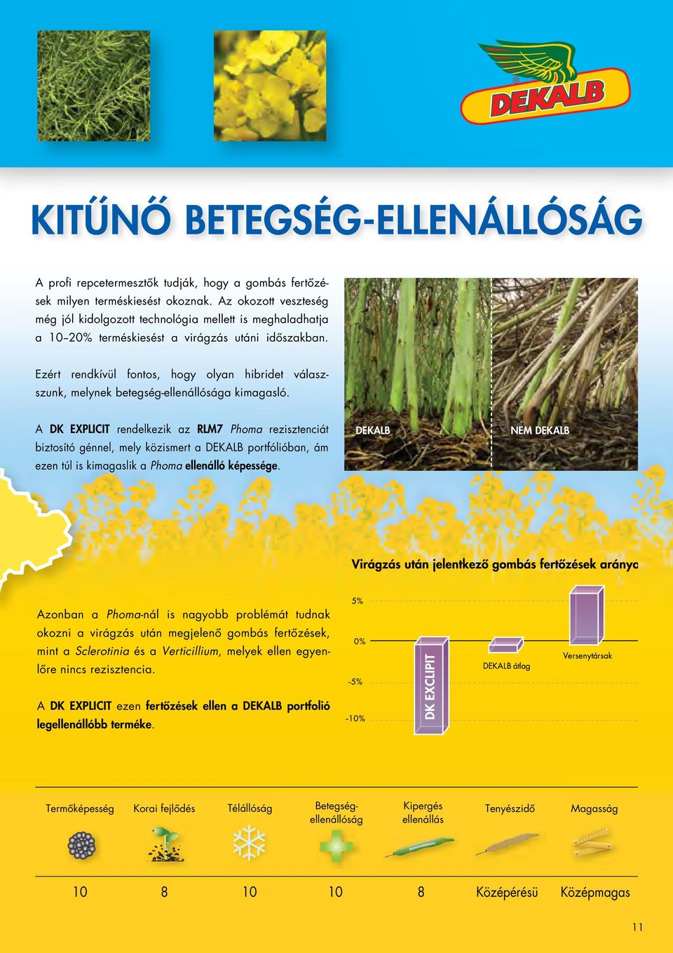 Ezért rendkívül fontos, hogy olyan hibridet válaszszunk, melynek betegség-ellenállósága kimagasló.