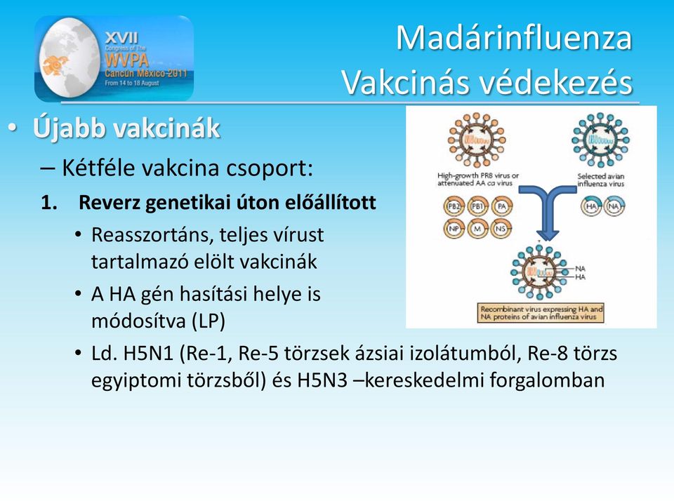 elölt vakcinák Vakcinás védekezés A HA gén hasítási helye is módosítva (LP)