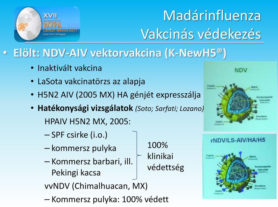 (Soto; Sarfati; Lozano) HPAIV H5N2 MX, 2005: SPF csirke (i.o.) kommersz pulyka Kommersz barbari, ill.