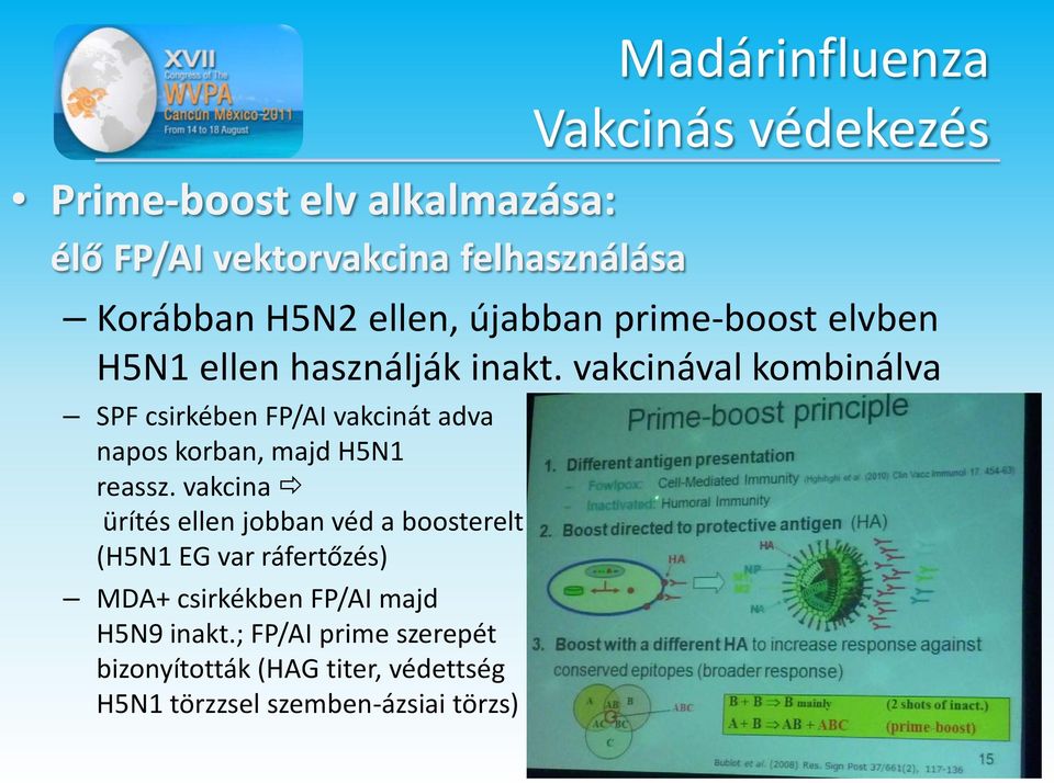vakcinával kombinálva SPF csirkében FP/AI vakcinát adva napos korban, majd H5N1 reassz.