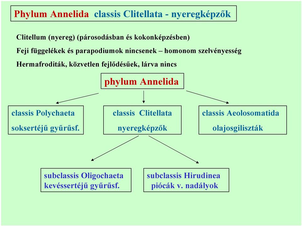 nincs phylum Annelida classis Polychaeta soksertéjű gyűrűsf.