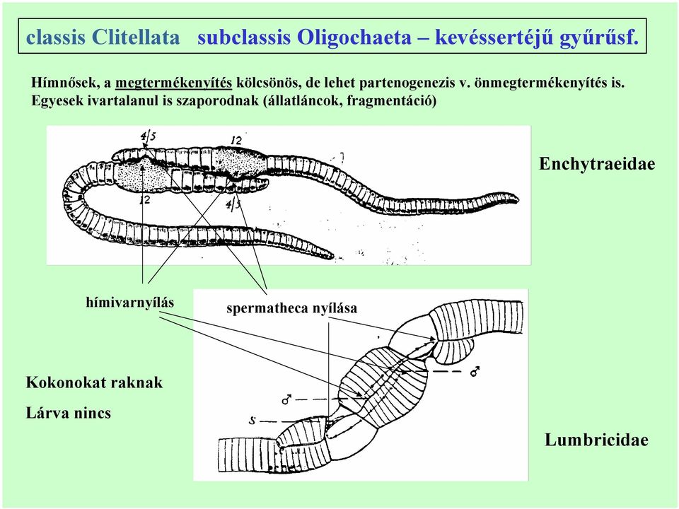 önmegtermékenyítés is.