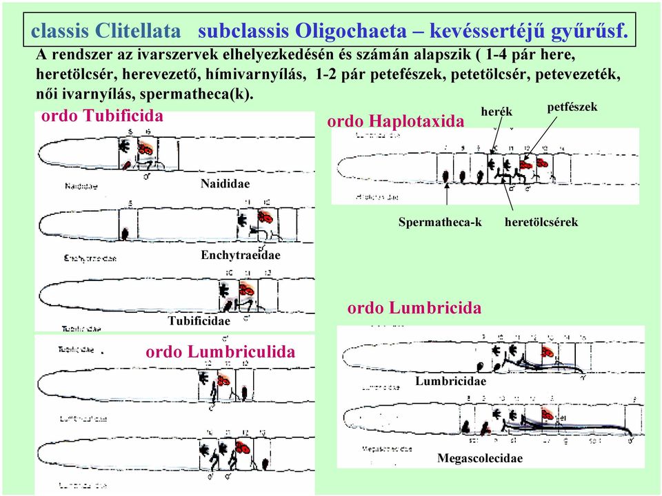 hímivarnyílás, 1-2 pár petefészek, petetölcsér, petevezeték, női ivarnyílás, spermatheca(k).