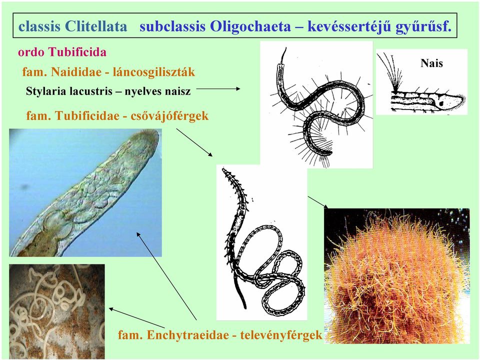 Naididae - láncosgiliszták Stylaria lacustris nyelves