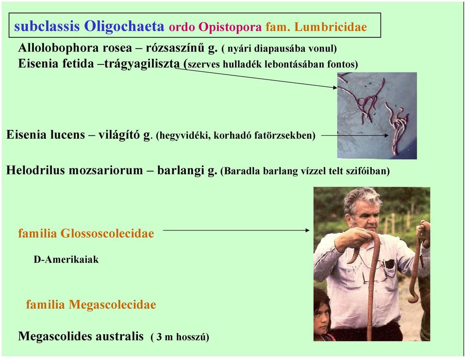 lucens világító g. (hegyvidéki, korhadó fatörzsekben) Helodrilus mozsariorum barlangi g.