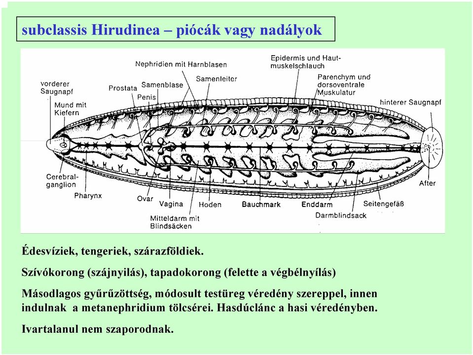 Szívókorong (szájnyilás), tapadokorong (felette a végbélnyílás) Másodlagos