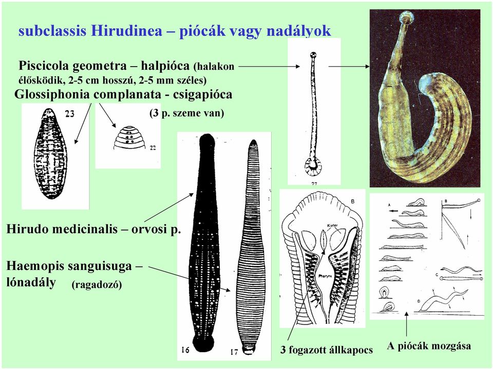complanata - csigapióca (3 p. szeme van) Hirudo medicinalis orvosi p.