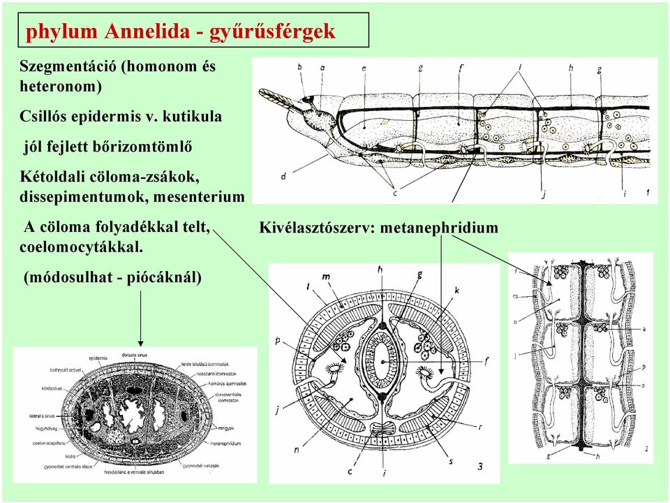 kutikula jól fejlett bőrizomtömlő Kétoldali cöloma-zsákok,